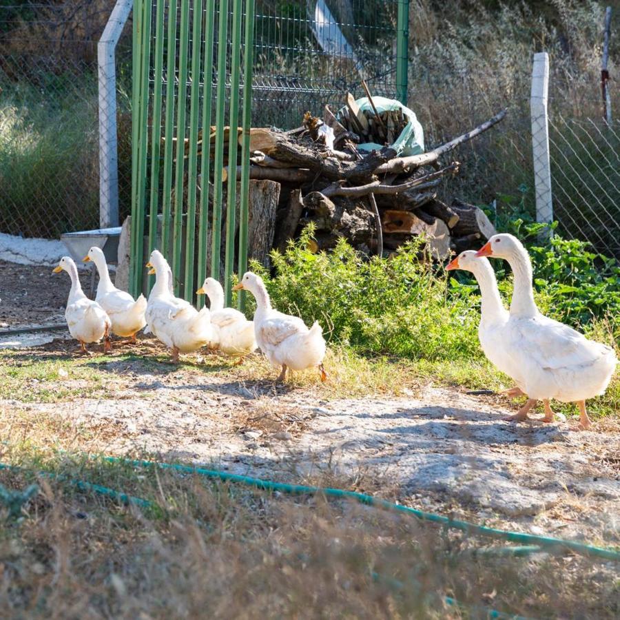 Gaia Kozbeyli Otel Foça Dış mekan fotoğraf